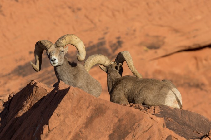 A pair of desert bighorn sheep.