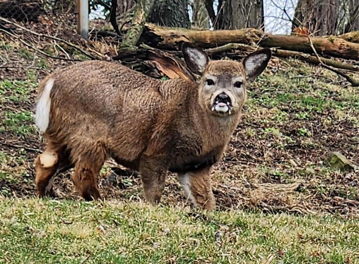 A miniature whitetail deer stands in a backyard.