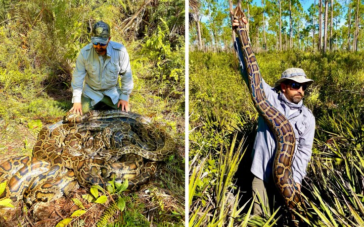 Florida Python Trackers Remove Two Giant Mating Balls in Record Day of Snake Hunting
