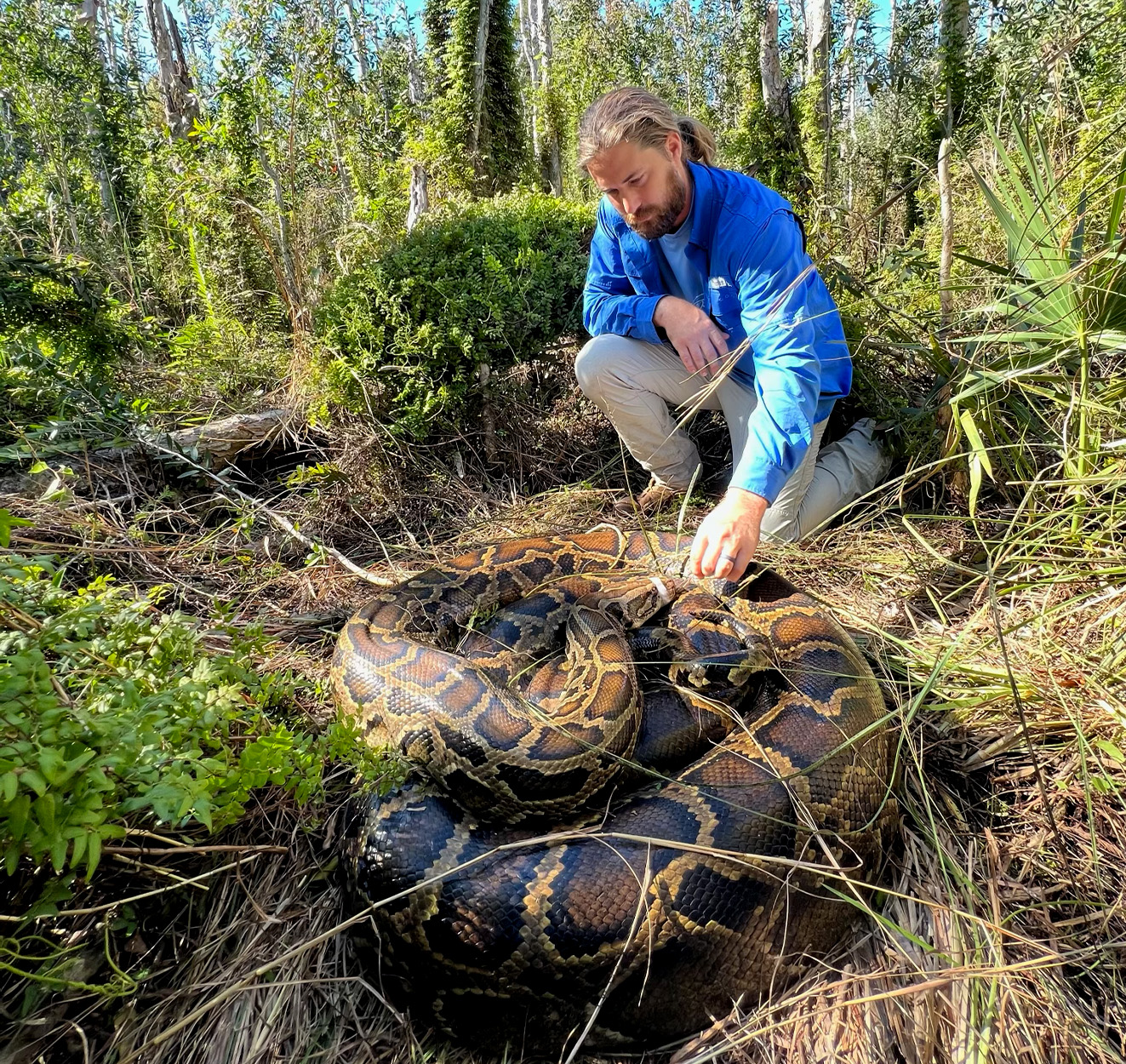 A researcher kneels next to a large female python. 