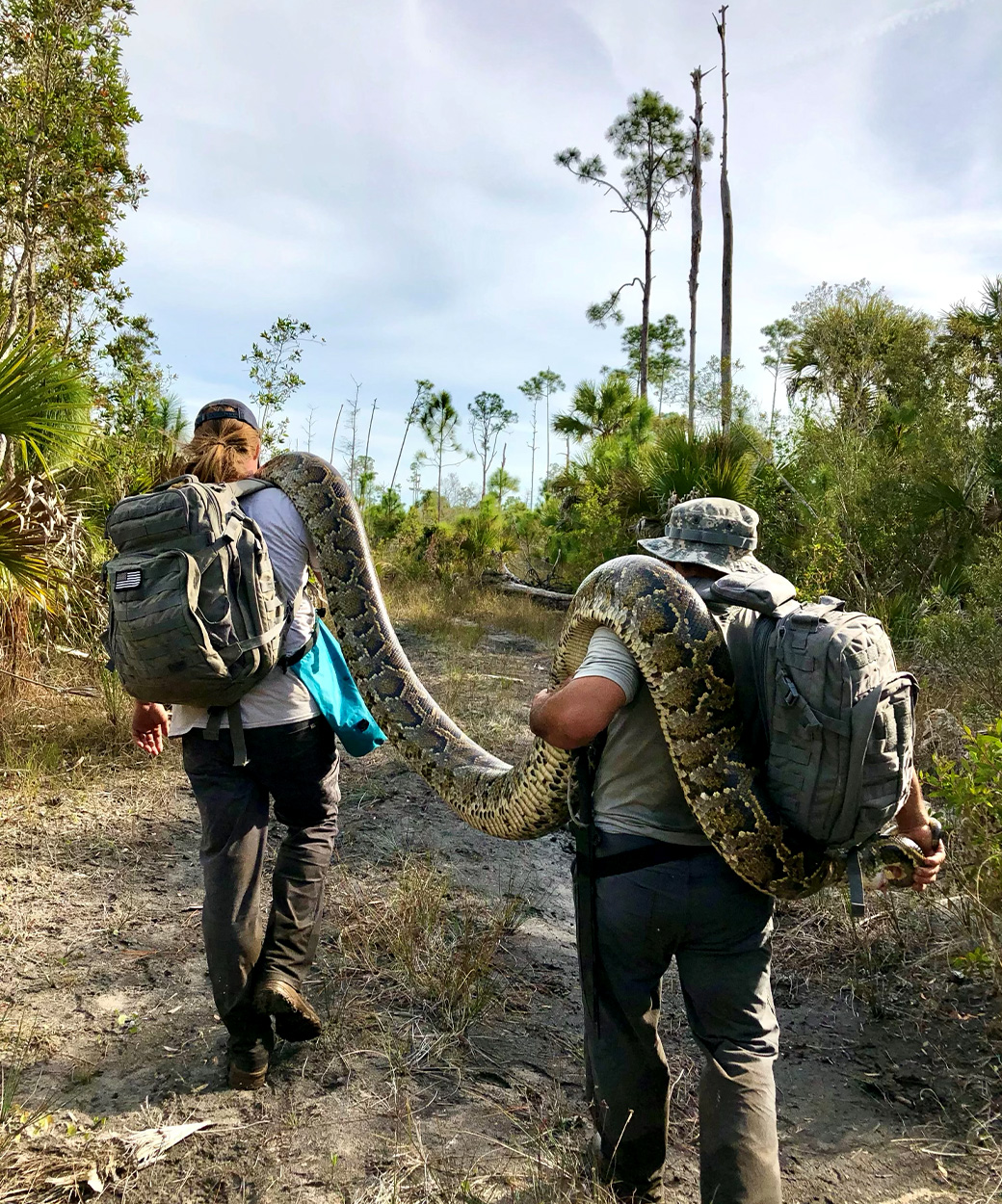 Two men carry out a large python over their shoulders.