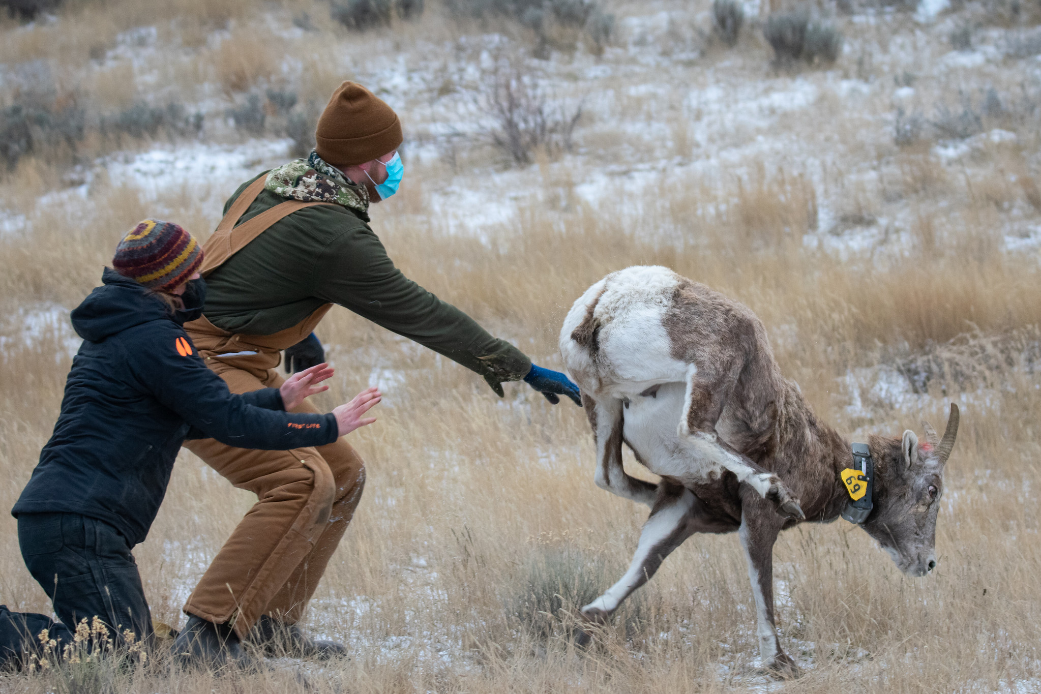 Releasing collared bighorn in Wyoming.