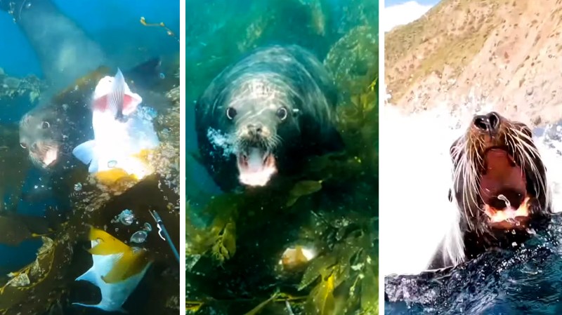 A California sea lion tries to steal fish from spearfisherman.