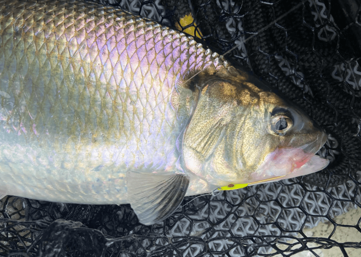 Path Walk Shad How to Catch Shad, a Beginner’s Guide | Outdoor Life