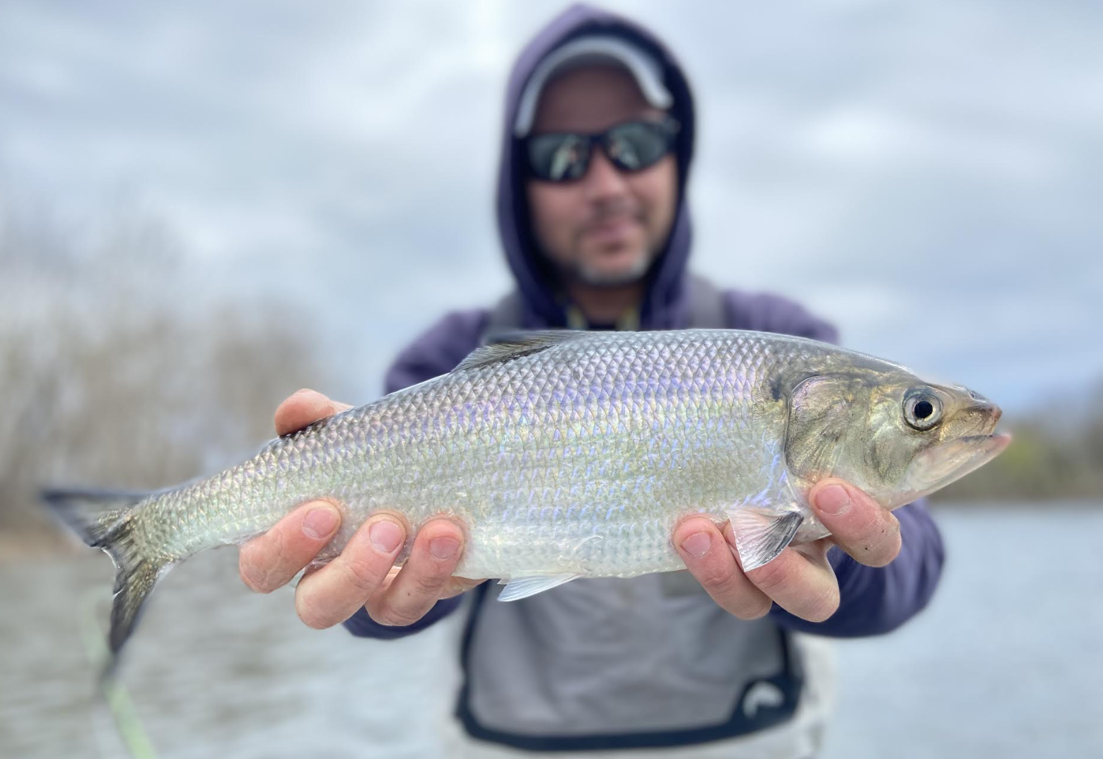How to Catch Shad, a Beginner’s Guide