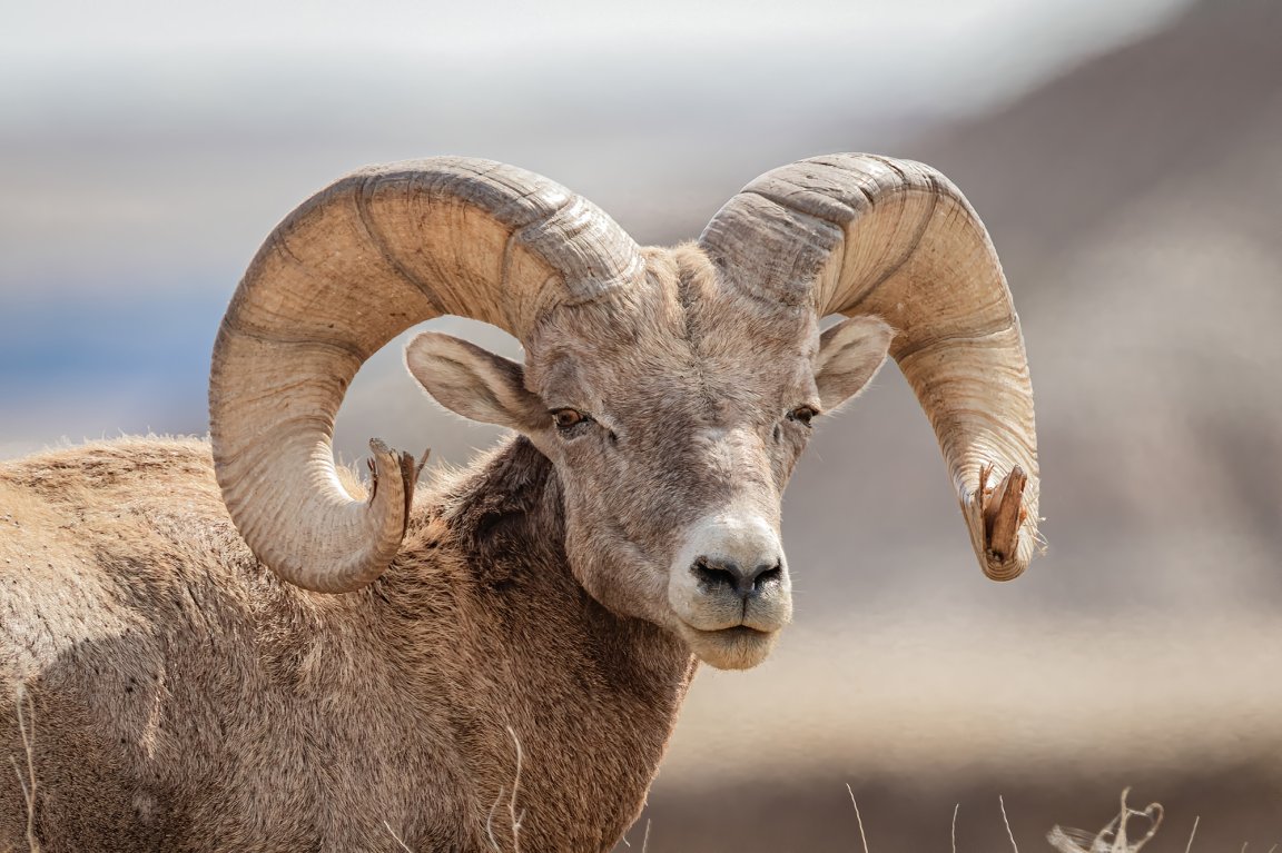A broomed bighorn ram in South Dakota.