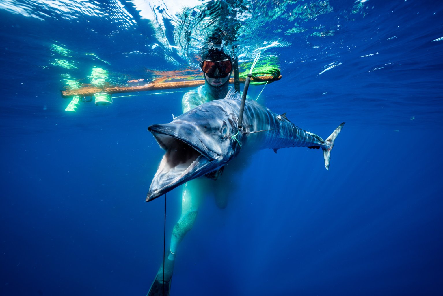 A spearfisherman holds a wahoo near the surface as his speargun floats nearby.
