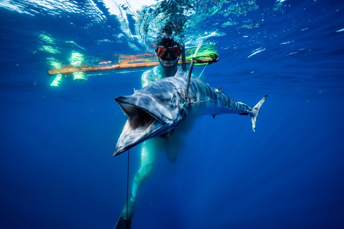 Man Fights Off Great White Shark With Spear Gun