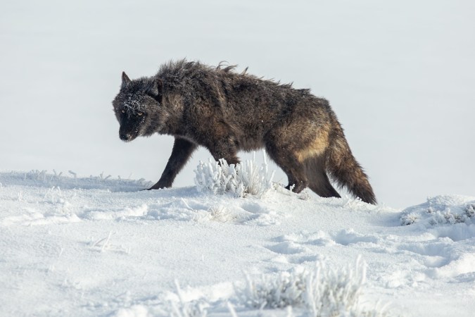 A gray wolf walks through the snow in Yellowstone National Park.
