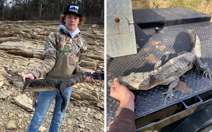 An alligator caught by an angler in Tennessee.