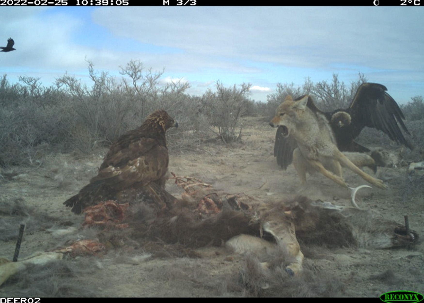 A trail camera of two golden eagles, a coyote, and a deer carcass.