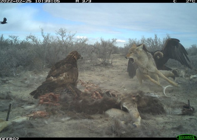 Rare Trail Cam Photos Capture a Coyote Fighting Golden Eagles