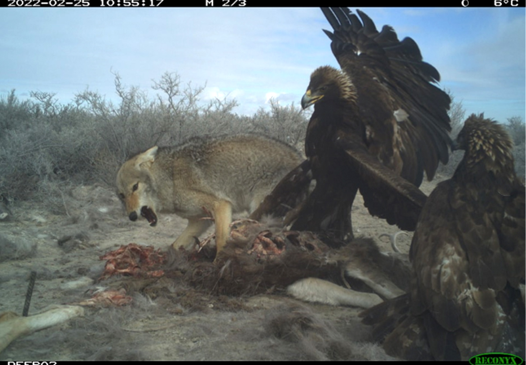Two golden eagles, a coyote, and a deer carcass.