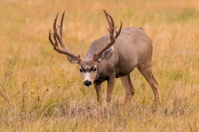 A big trophy mule deer buck.