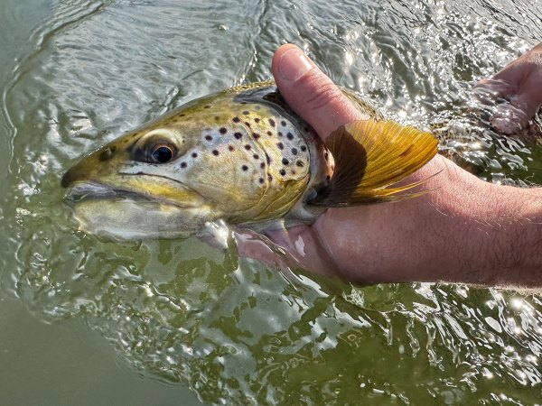 Idaho Fly Fisherman Lands State-Record Cutthroat Trout, Releases It into Clark Fork River