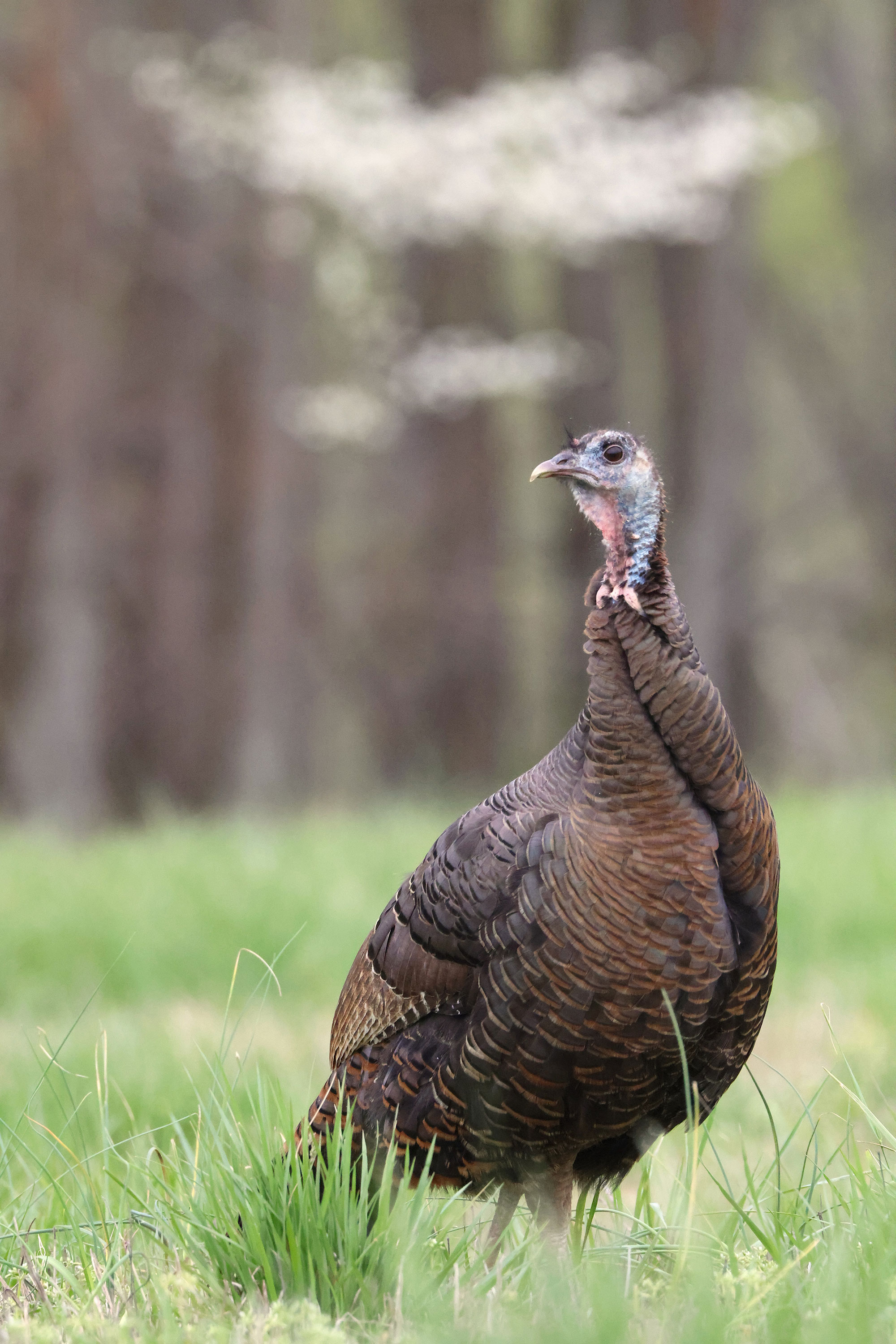 turkey calling tips