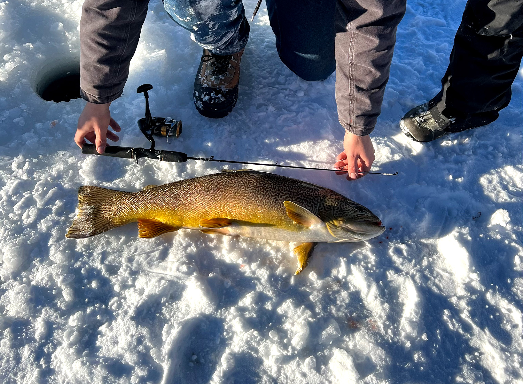 A big tiger trout caught through the ice in Utah.