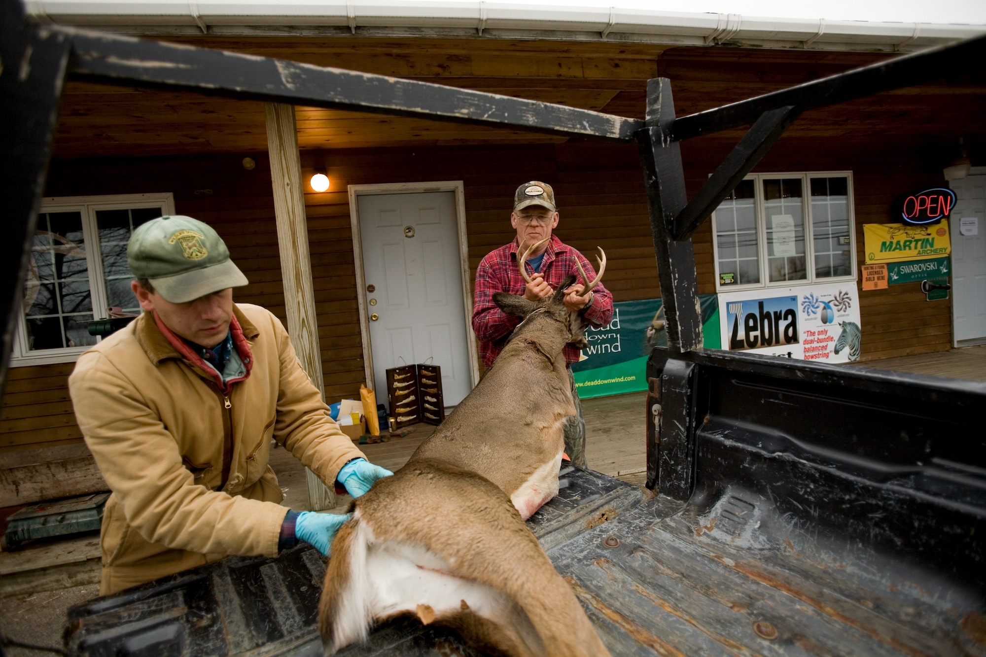 A Vermont wildlife biologist loads a deer after examining it.