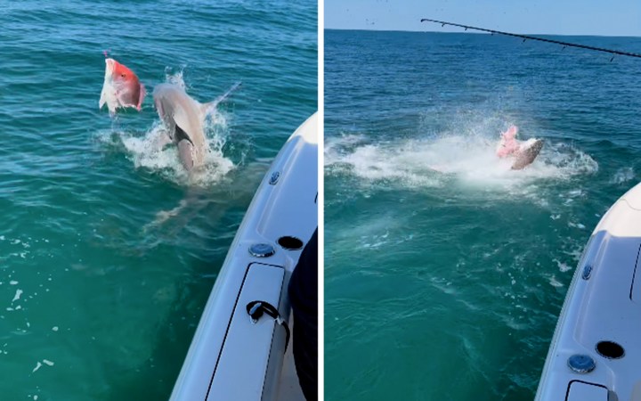 Watch: Snapper Fishermen Work Up a Shark Feeding Frenzy off Florida Coast