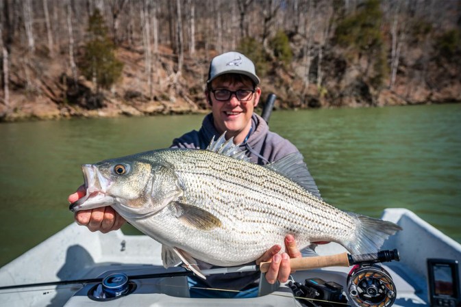 Angler with a giant striper-white bass hybrid.