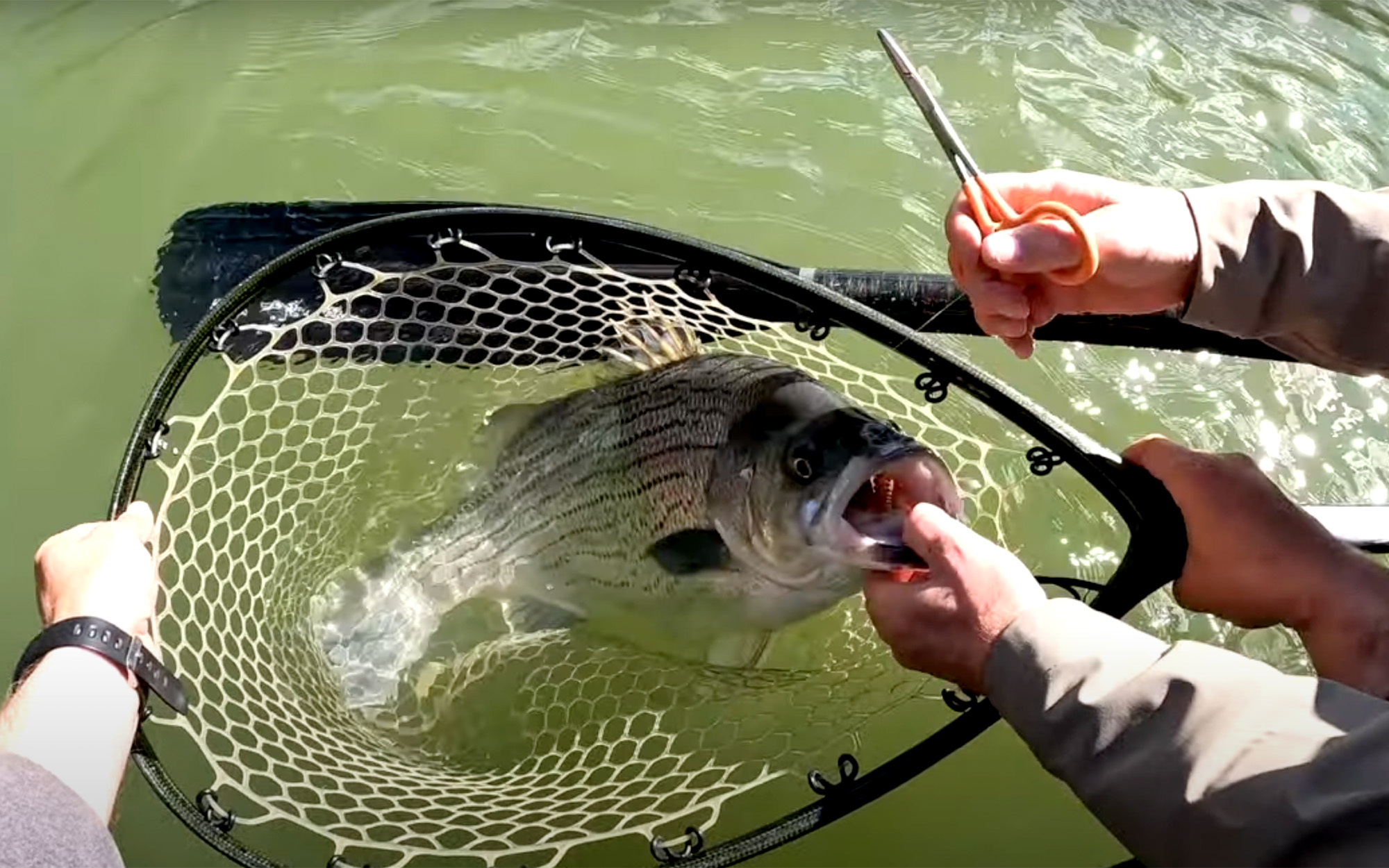 A giant hybrid bass caught on the fly.