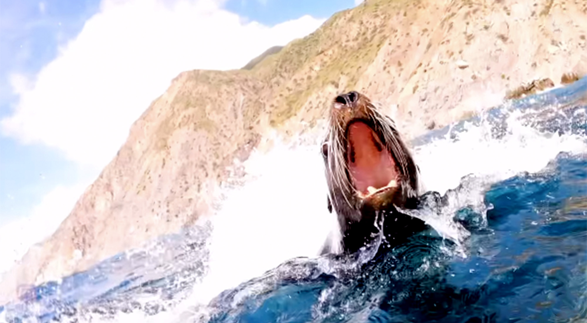 An aggressive California sea lion.