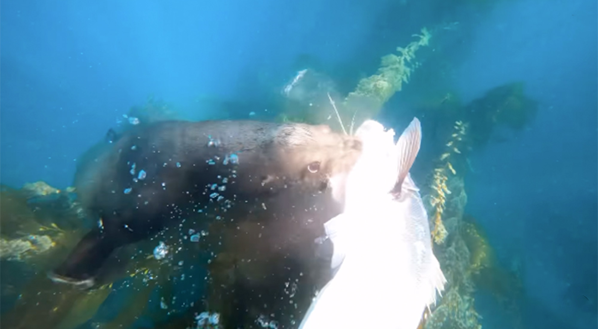 A sea lion grabs hold of a speared seabass.