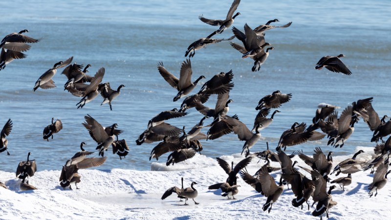 A flock of Canada geese takes off from a snowy river bank.