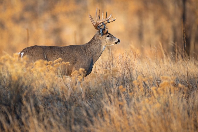 Wildlife Managers Are Hiding Meds in Alfalfa to Vaccinate Wild Deer