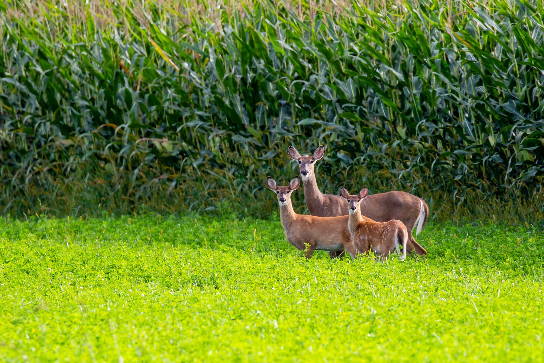 Whitetail deer in a cornfield.