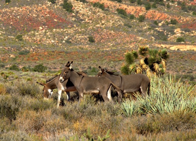Three wild burros feed on BLM land.