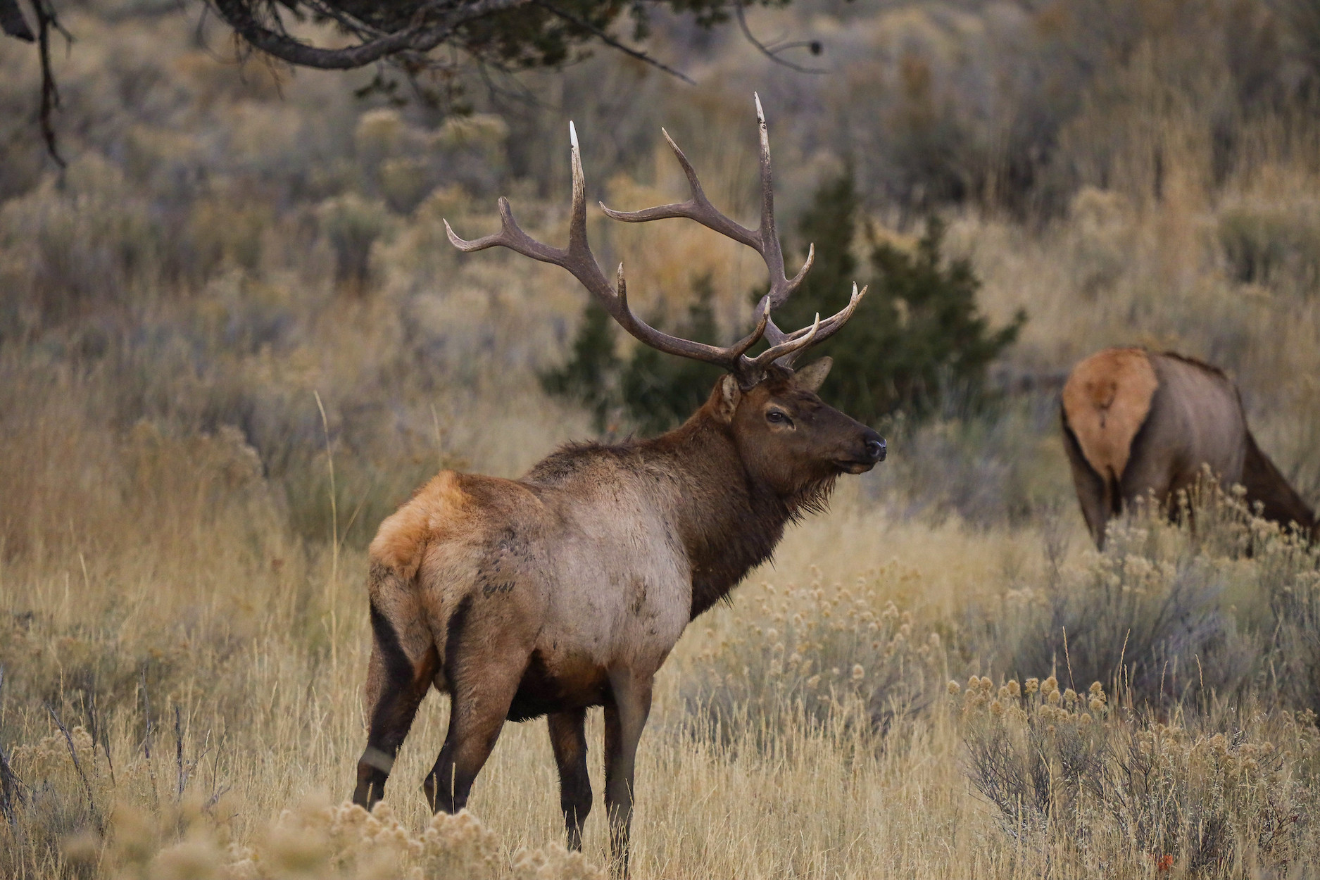 Elk Hunters Had a Phenomenal Season in Wyoming While Idaho Saw the Worst Elk Harvest in a Decade