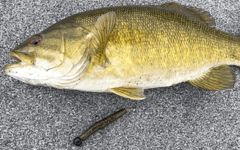 The Ned Rig: A Complete Guide to Baits, Gear, and How to Fish It