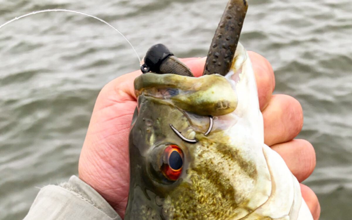 A smallmouth bass caught on a ned rig by the author. 