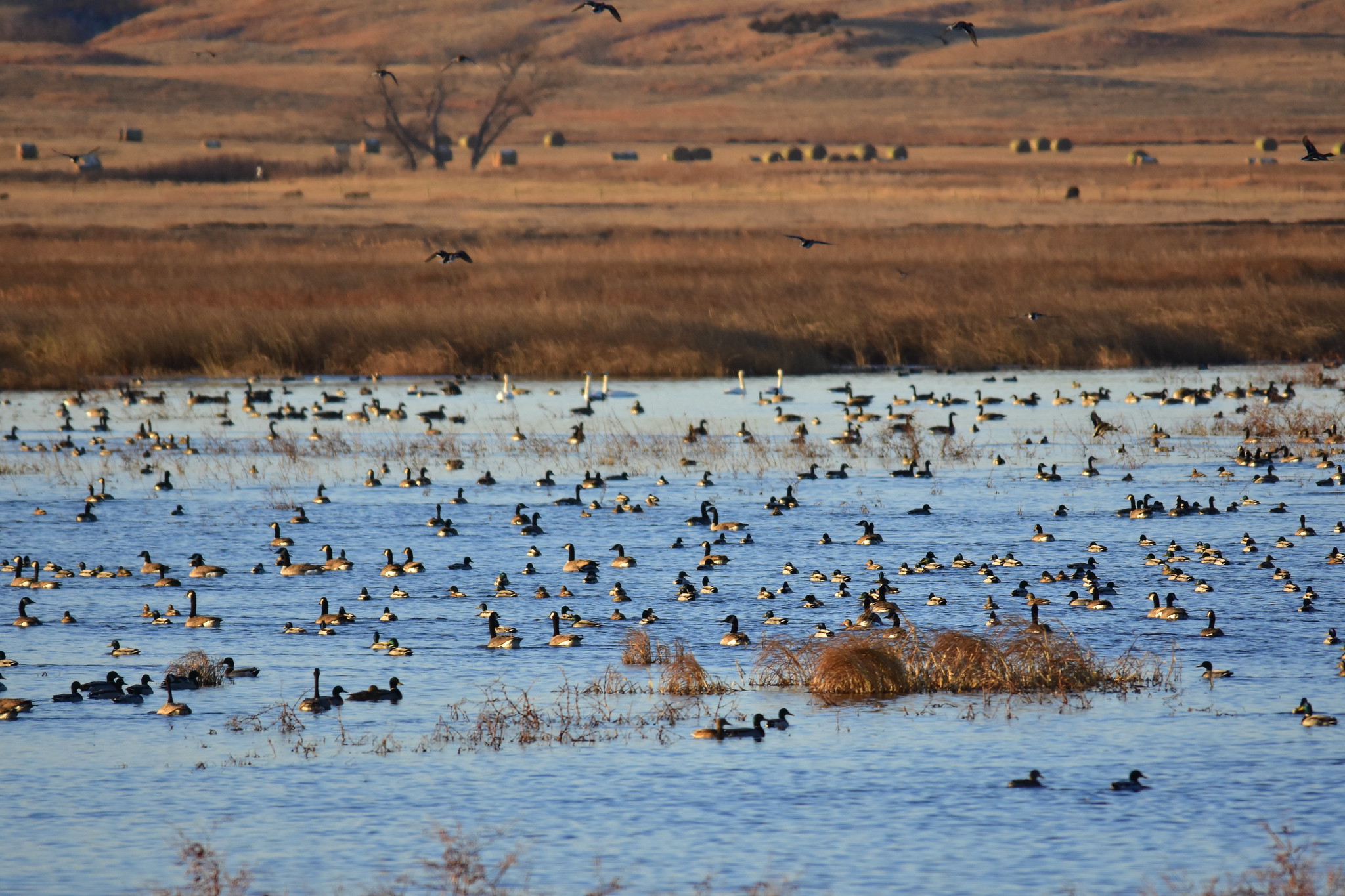 Waterfowl in a refuge.