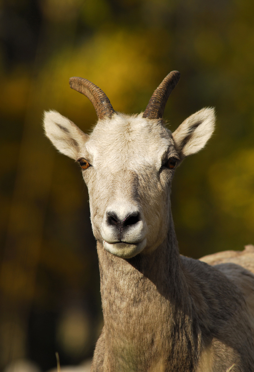 A close-up of a bighorn sheep ewe.
