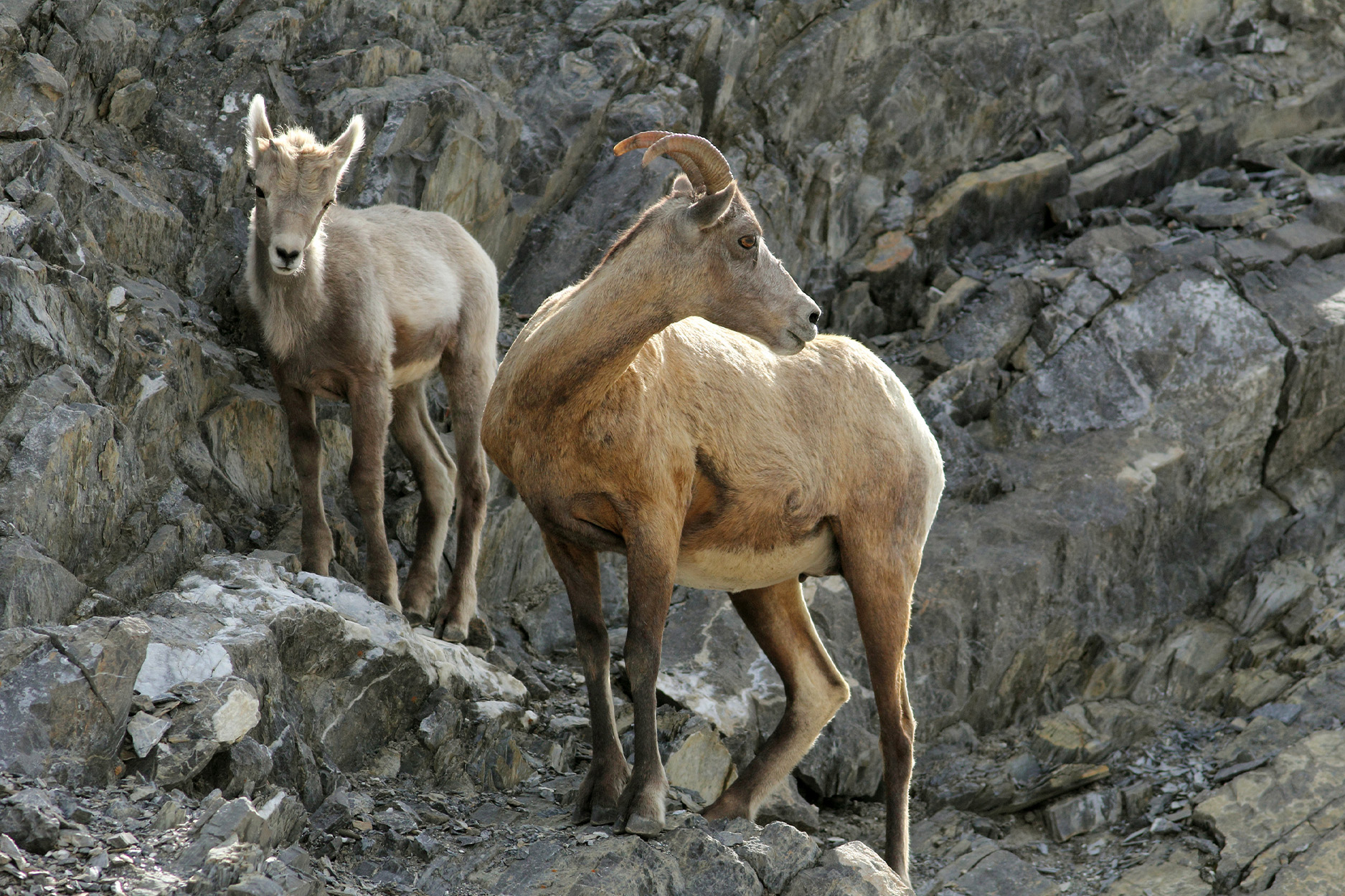 A bighorn ewe and lamb on cliff.