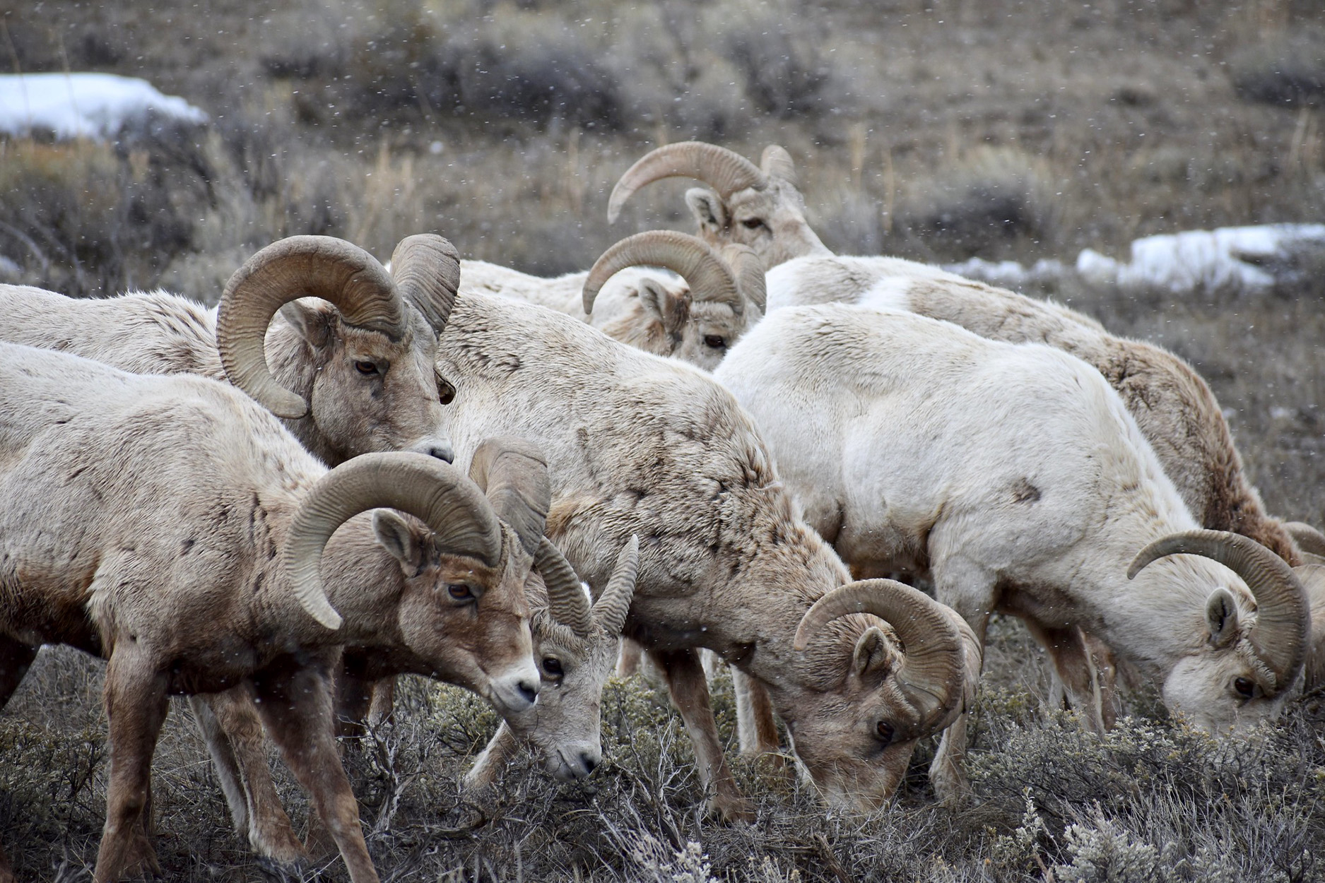 A herd of bighorn sheep grazing. 
