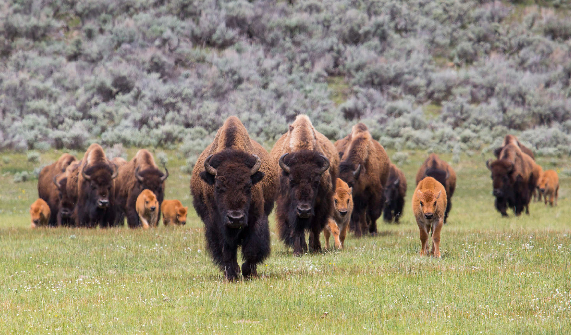 A bison herd in Yellowstone National Park.