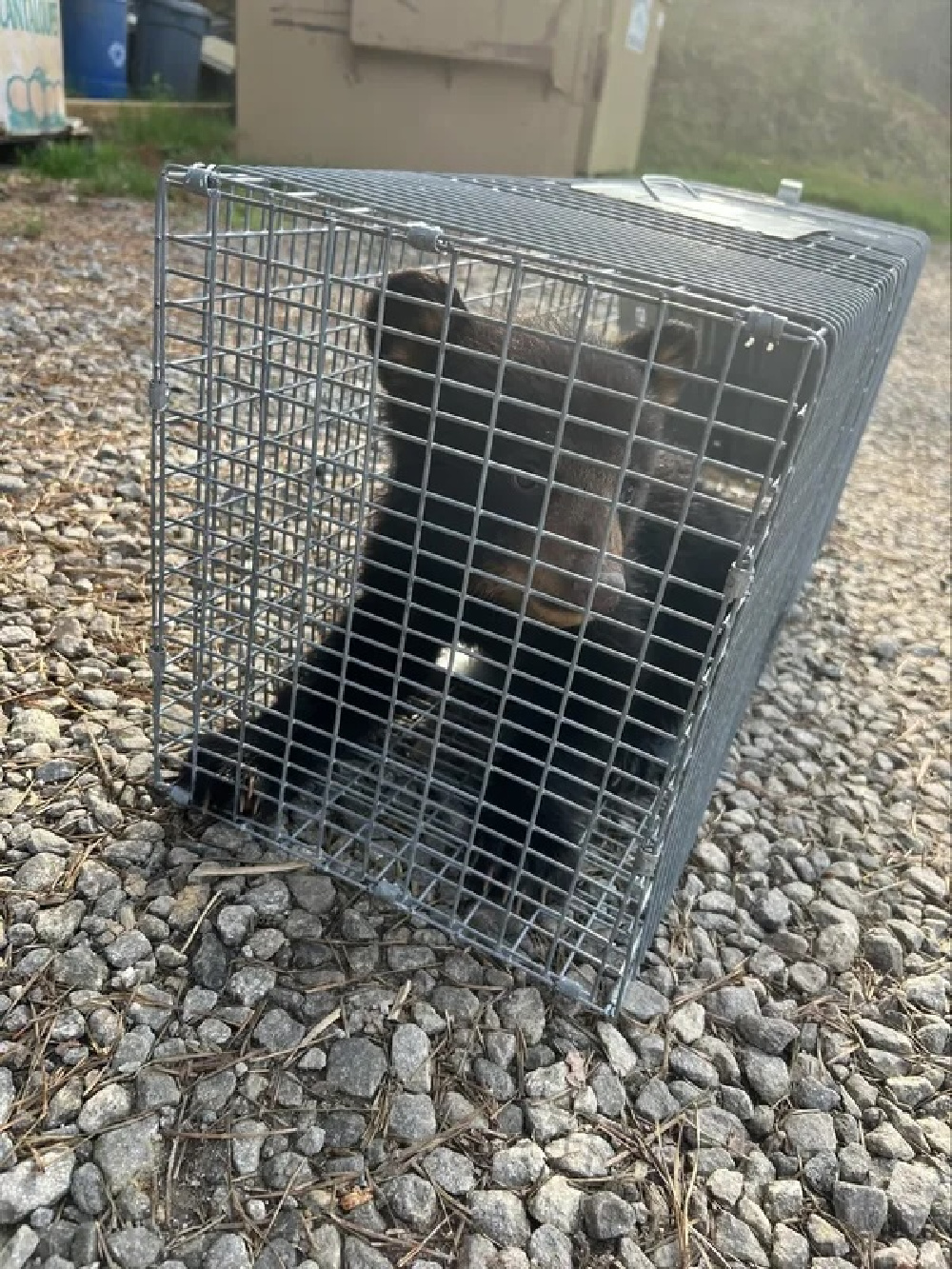 An injured black bear cub is captured in a cage.