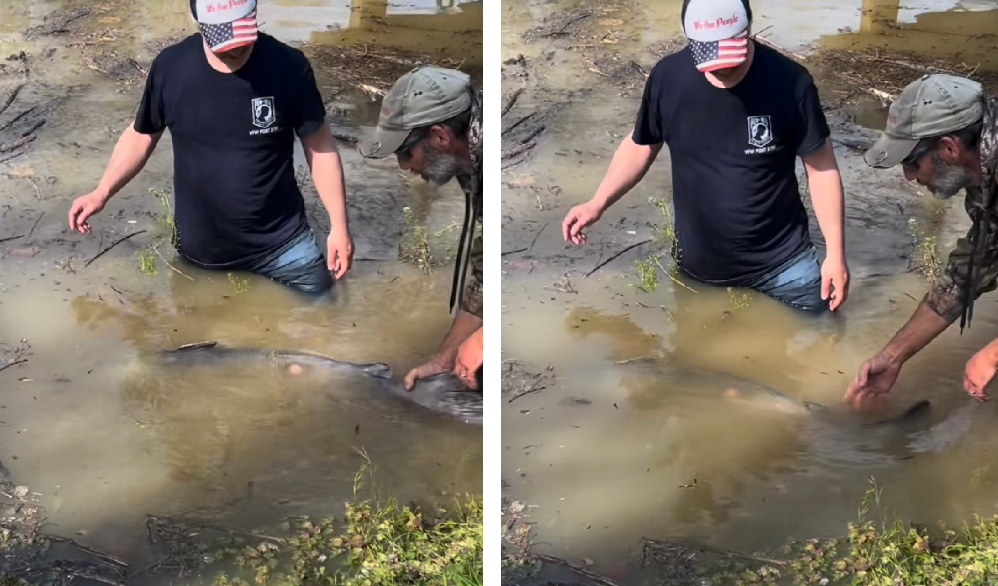A blue catfish swims away from an angler's hand.