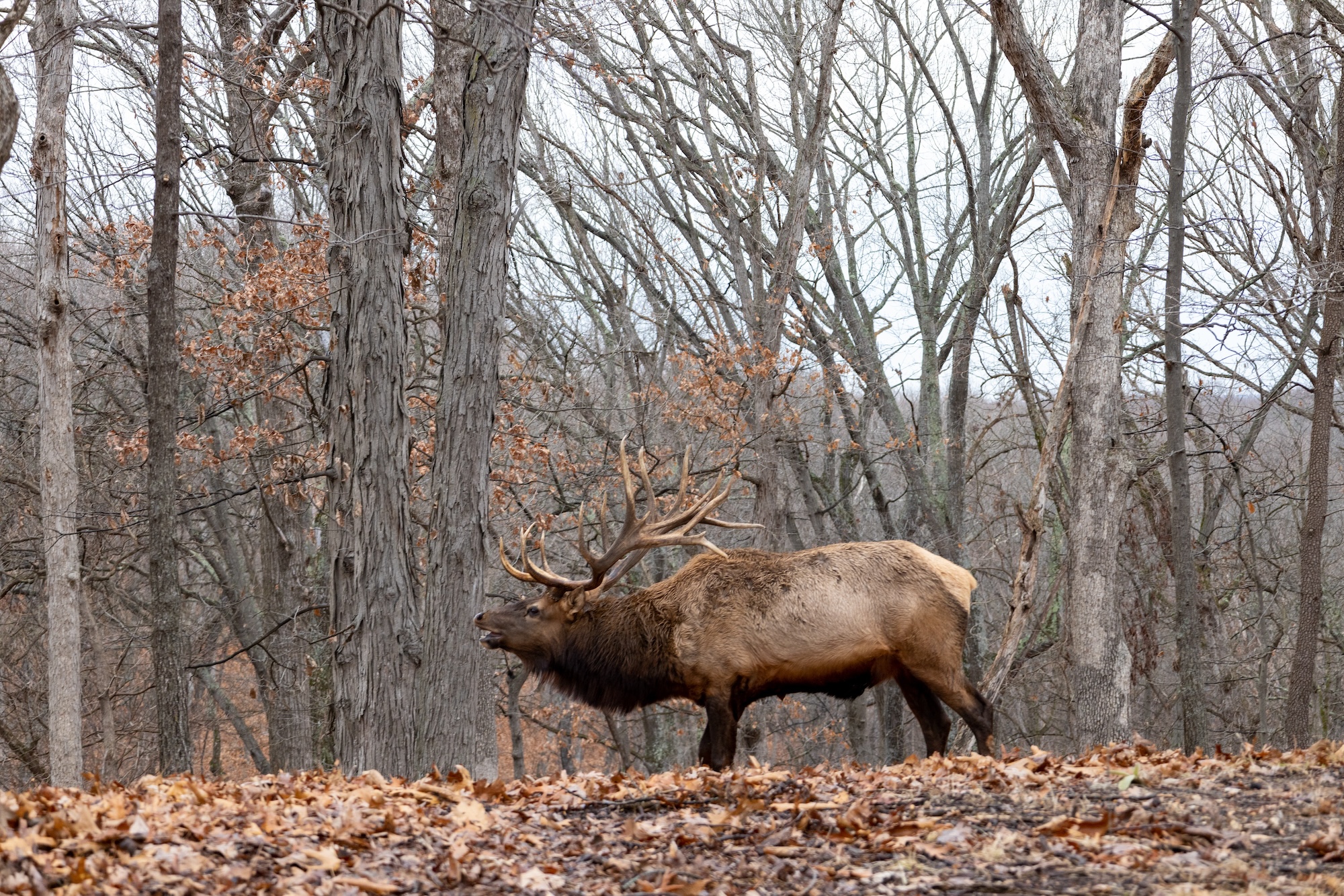 A bull elk bugles in the woods.
