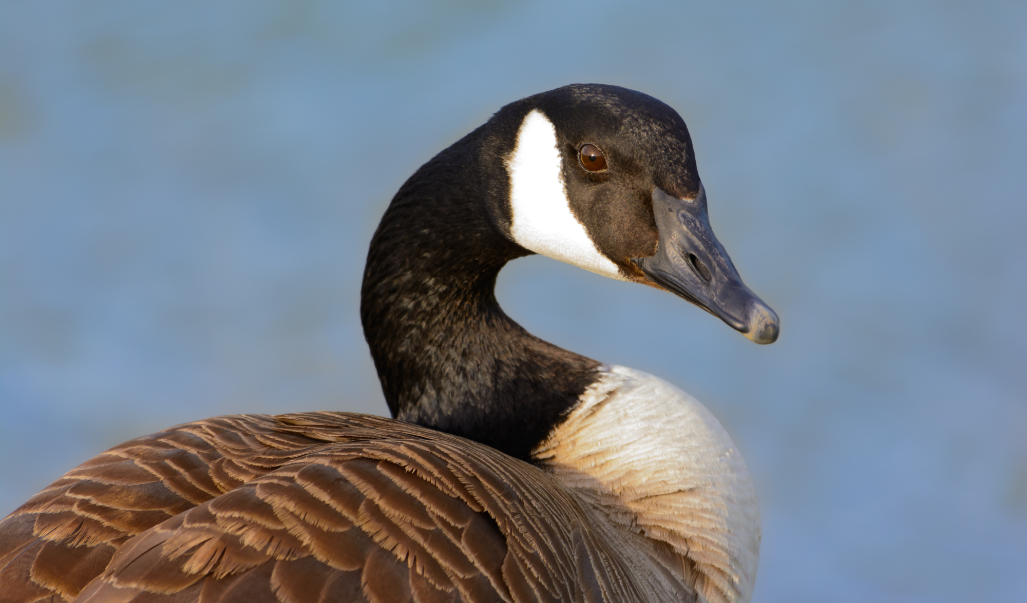 A Canada goose stares at a camera.
