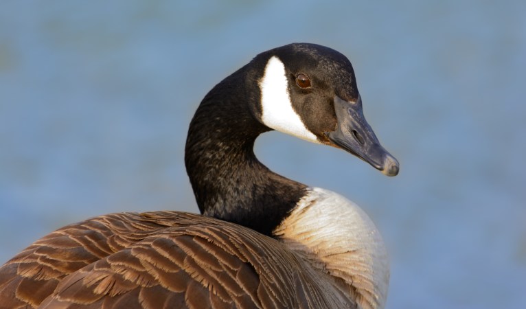 Alabama Man Tells Son to Poach a Goose, Shoots Witness, Court Documents Say
