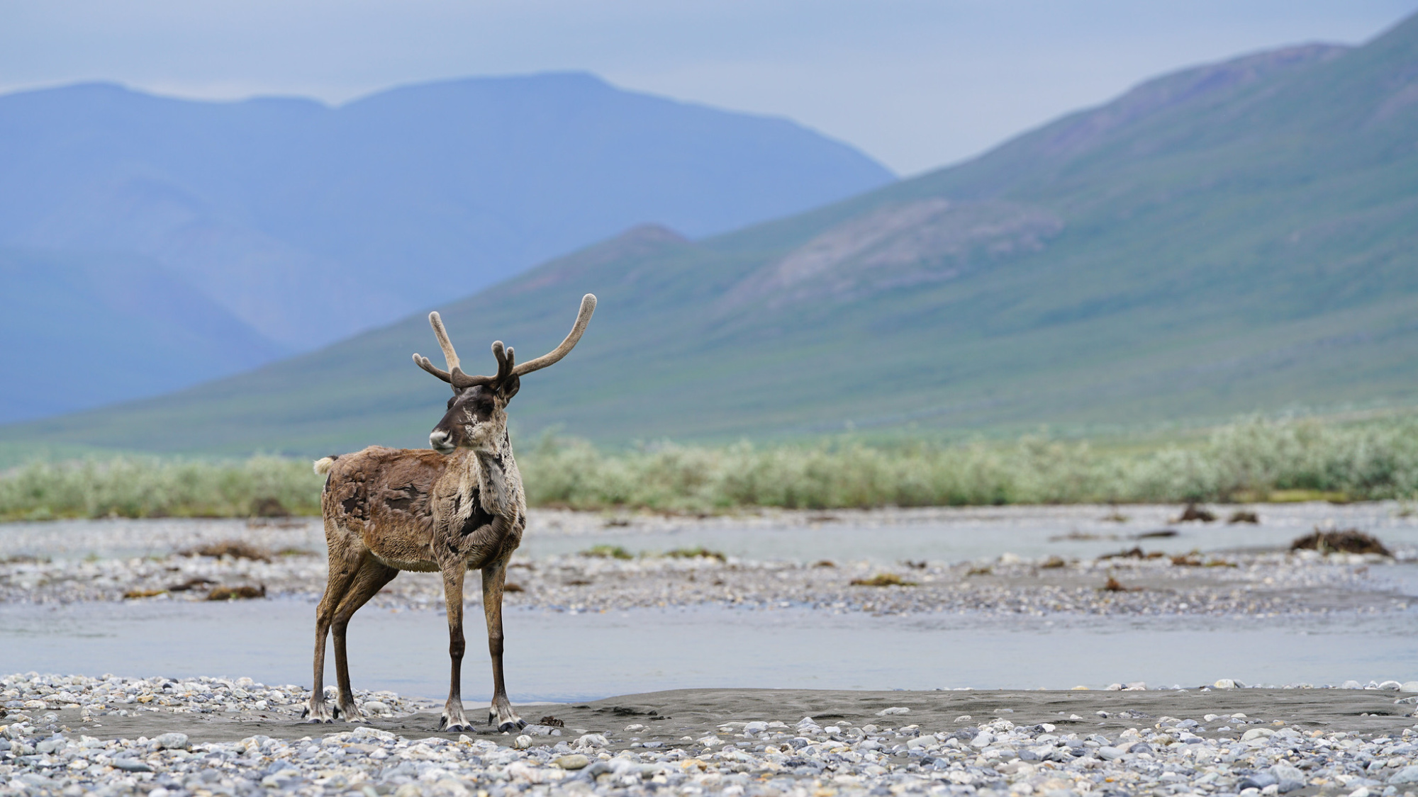 A caribou stands in the Brooks Range, the proposed site of the Ambler Road.