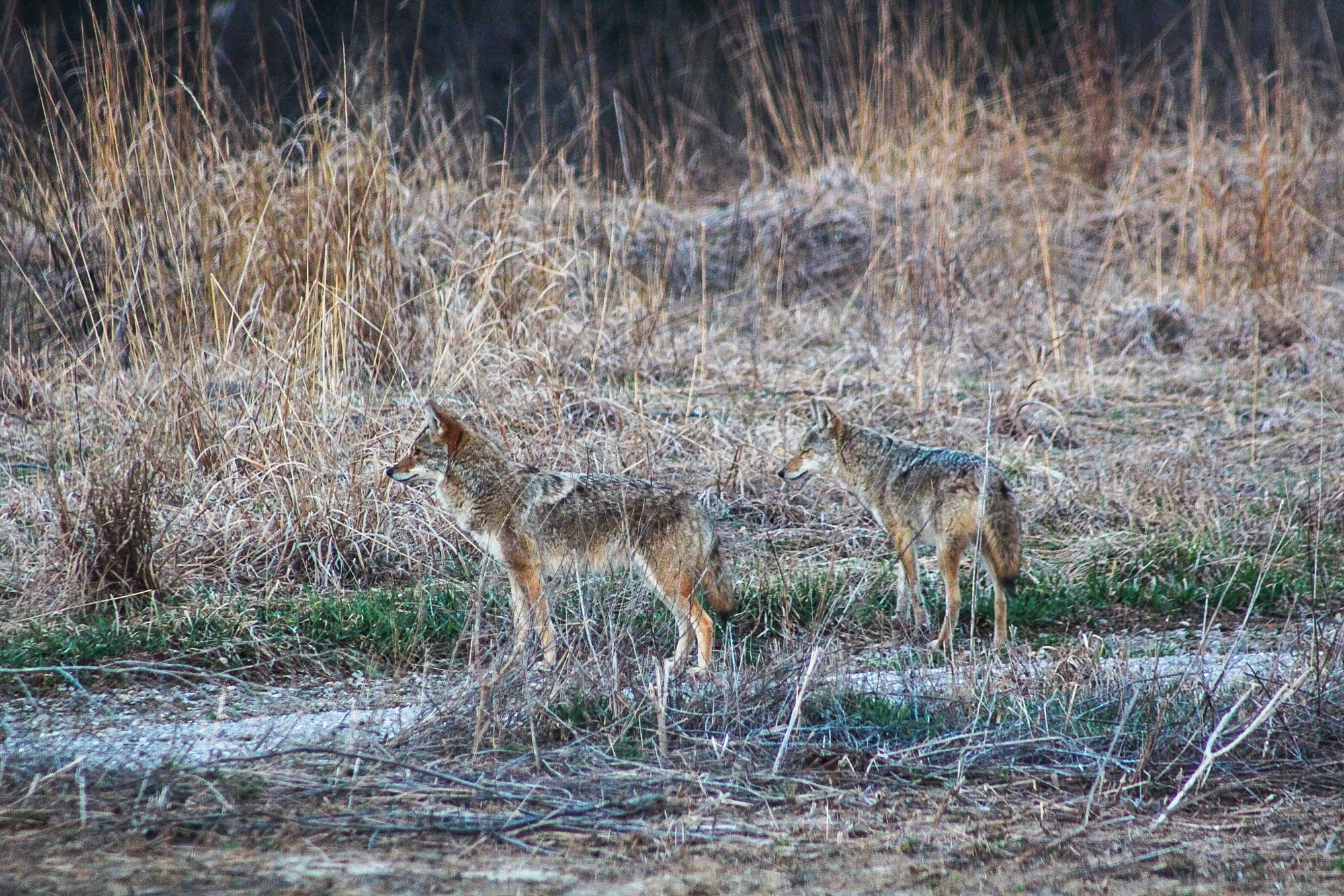 A pair of coyotes stand in brushy cover.