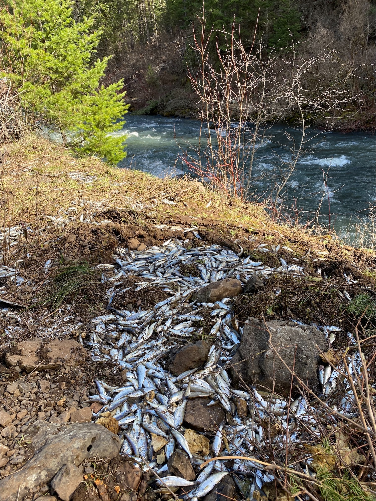 A pile of dead salmon smolts lays on a riverbank.