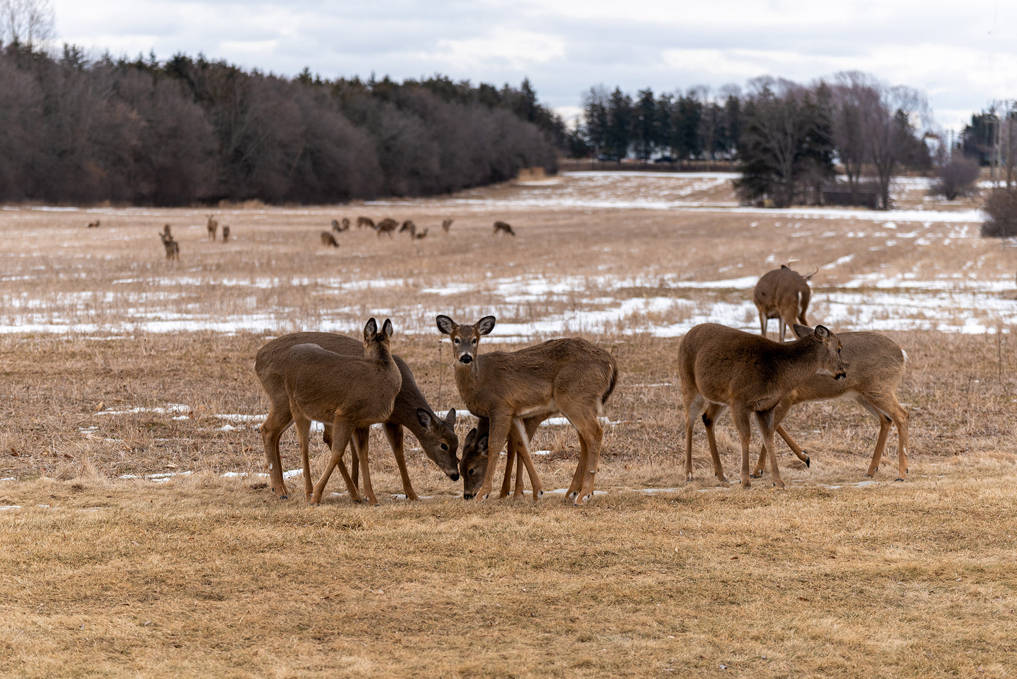Researchers are leaving vaccine treat balls in ag fields for deer.