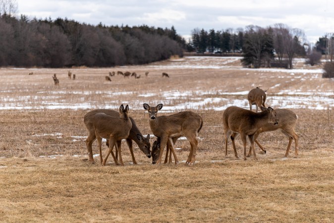 Here’s What Top Chronic Wasting Disease Researchers Can’t Say on the Record