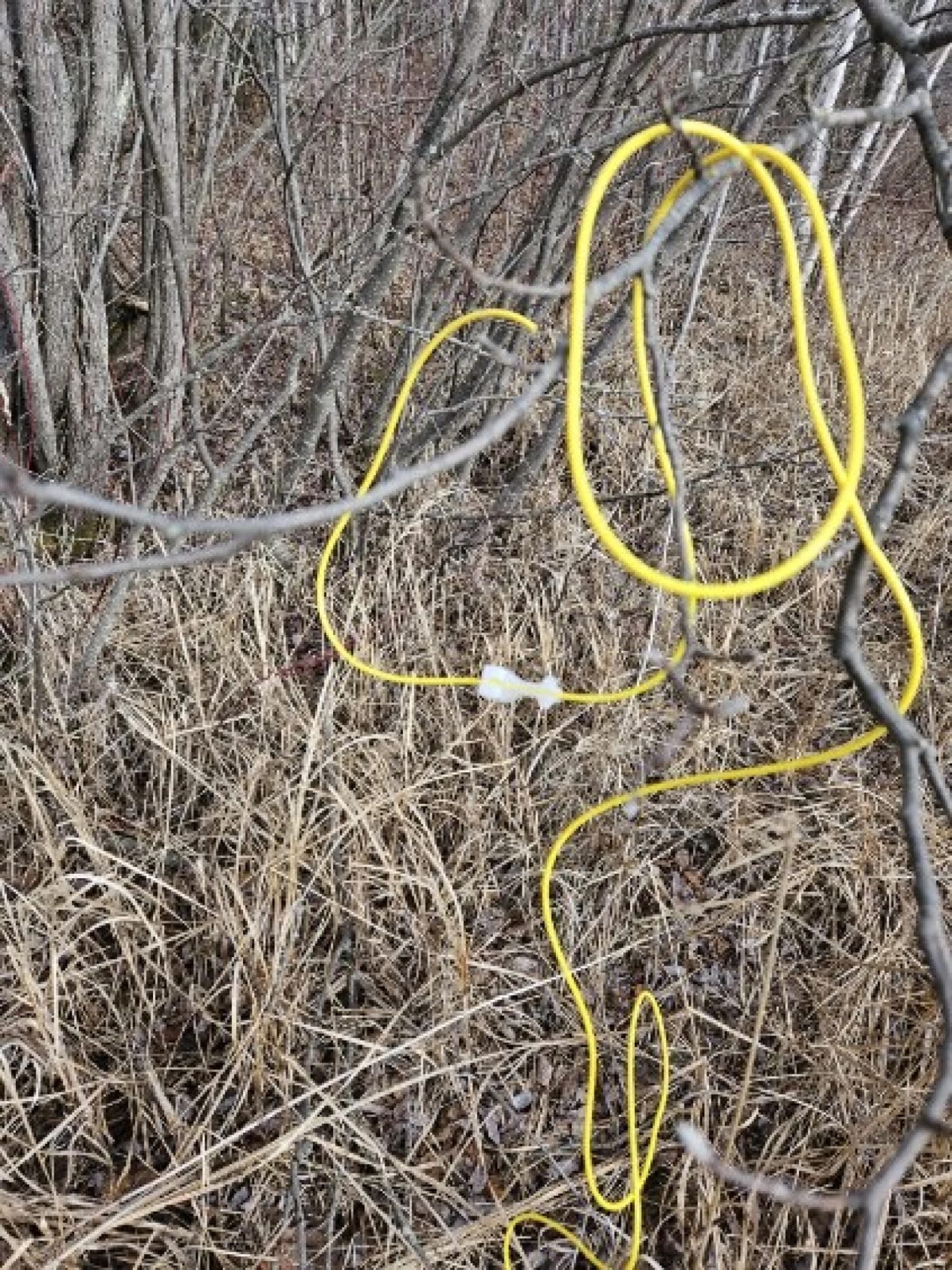 A detonator cord tangled in branches.
